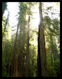 one house using geothermal equals planting one acre of trees